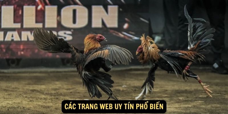 Các trang web uy tín phổ biến