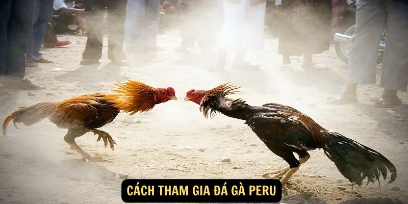 Cách tham gia Đá Gà Peru