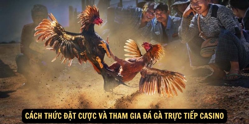 Cach thuc dat cuoc va tham gia da ga truc tiep casino