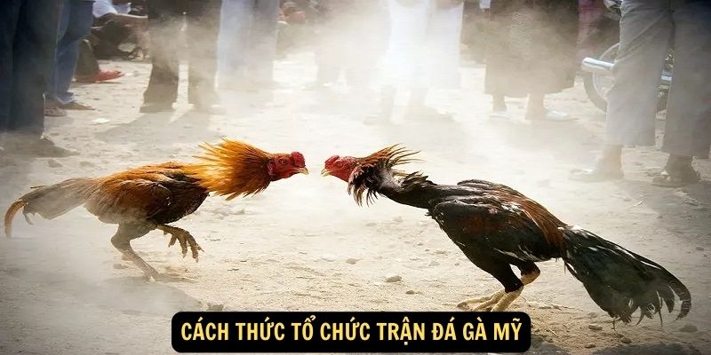 Cách thức tổ chức trận đá gà Mỹ