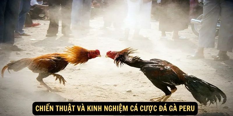 Chien thuat va kinh nghiem ca cuoc Da Ga Peru