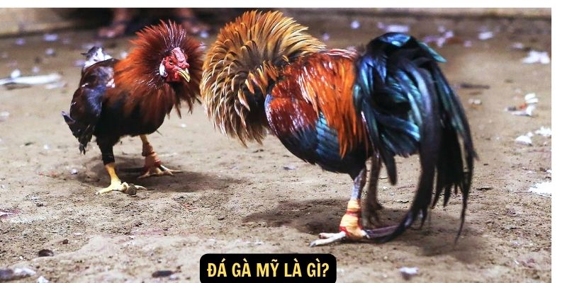 Đá gà Mỹ là gì?