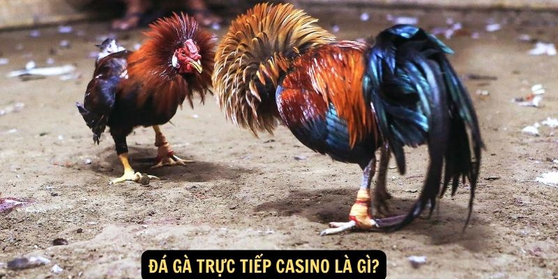 Đá gà trực tiếp casino là gì?