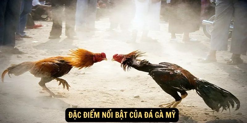 Dac diem noi bat cua da ga My