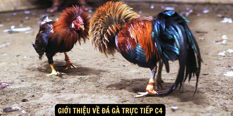 Giới Thiệu Về Đá Gà Trực Tiếp C4