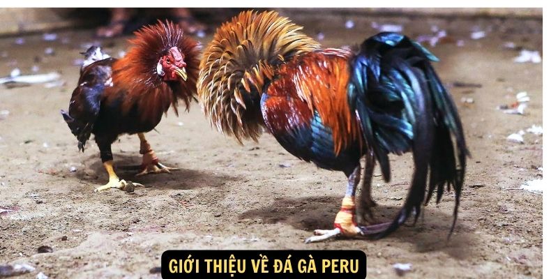 Giới thiệu về Đá Gà Peru