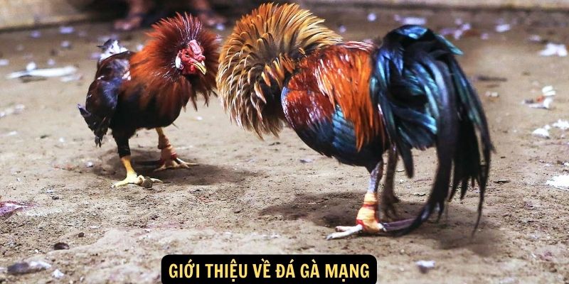 Giới thiệu về đá gà mạng