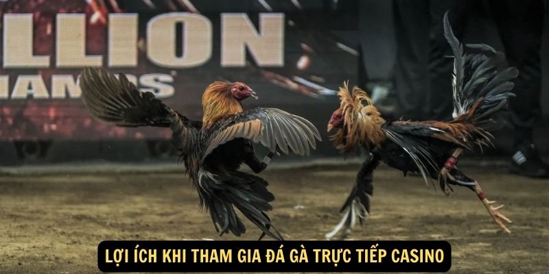 Lợi ích khi tham gia đá gà trực tiếp casino