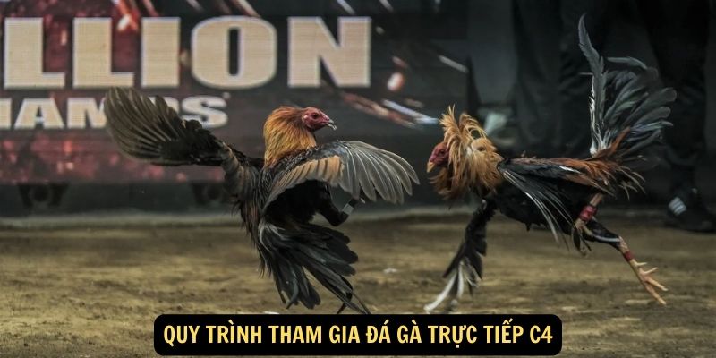 Quy Trình Tham Gia Đá Gà Trực Tiếp C4